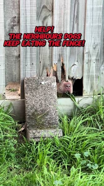 Keep the pets secured